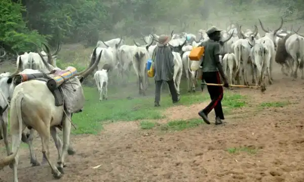 Herdsmen Rape Woman In Edo After Beating Her Husband In Their Farm